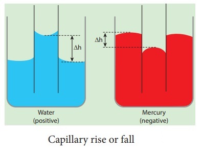 The capillary rise of water