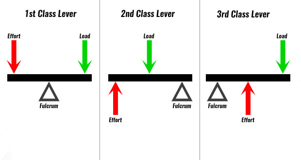 In the lever of third order, load W, effort P and fulcrum F are oriented as follows