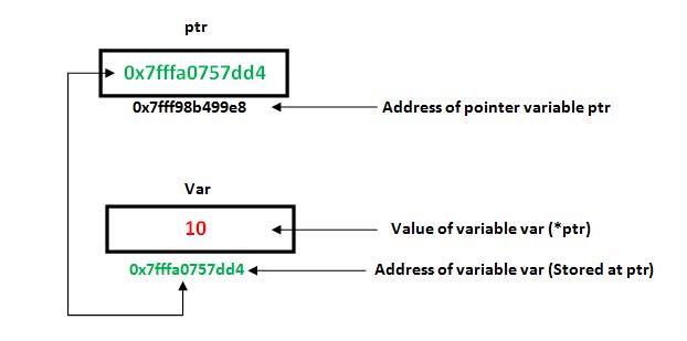 A pointer variable can be