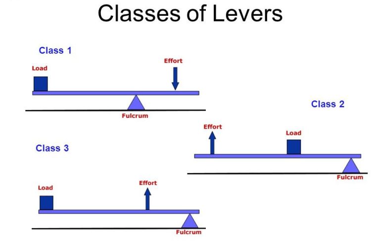 The application of third type levers is found in