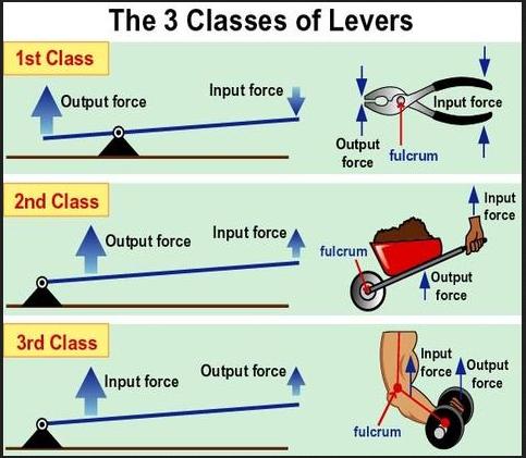 Which is example for first order lever?